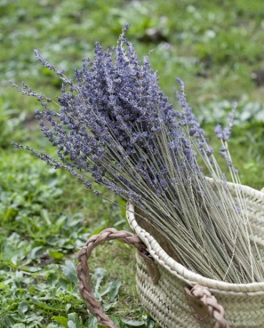 Ramo lavanda seca - Deco & Living