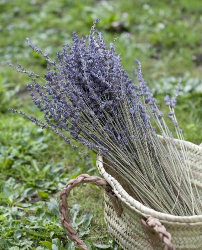 Ramo lavanda seca - Deco & Living