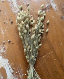 Ramo phalaris natural