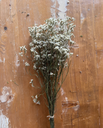 Ramo limonium