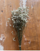 Ramo limonium